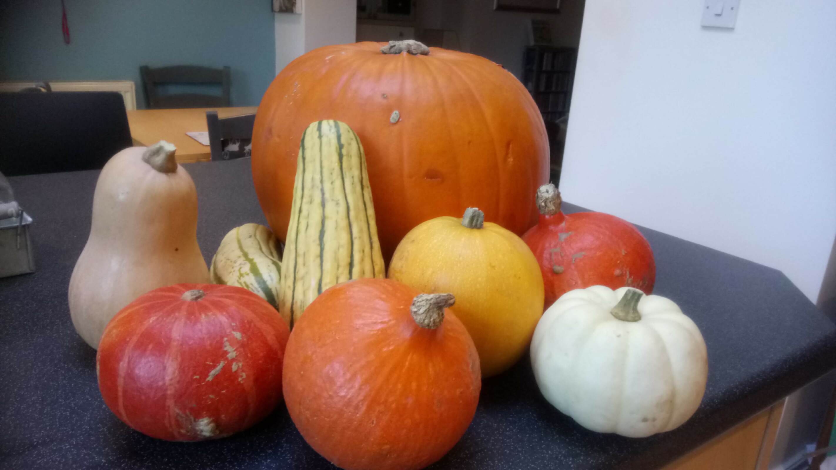 Martha's many pumpkins and squashes