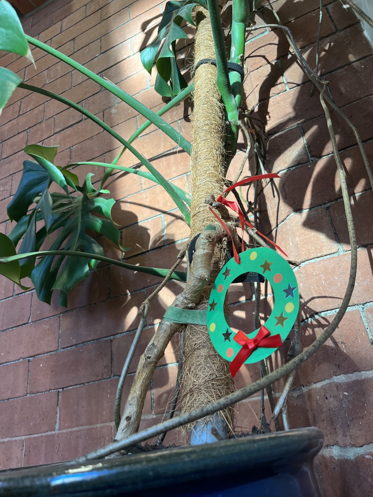 Mini festive wreath on our resident cheese plant