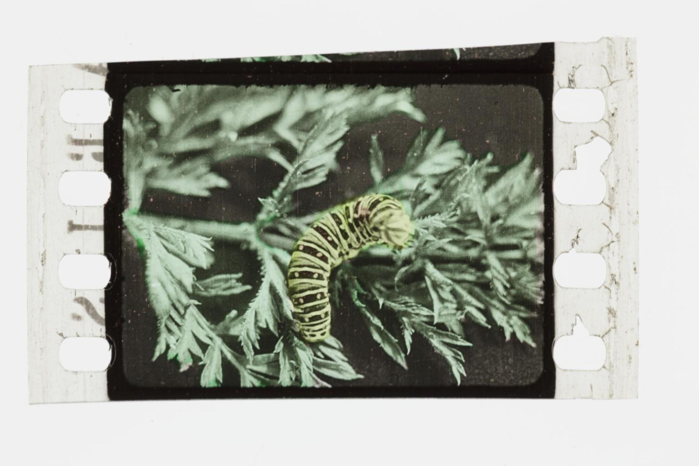 Single frame of silent 35mm film (Image courtesy of Science Museum Group Collection)