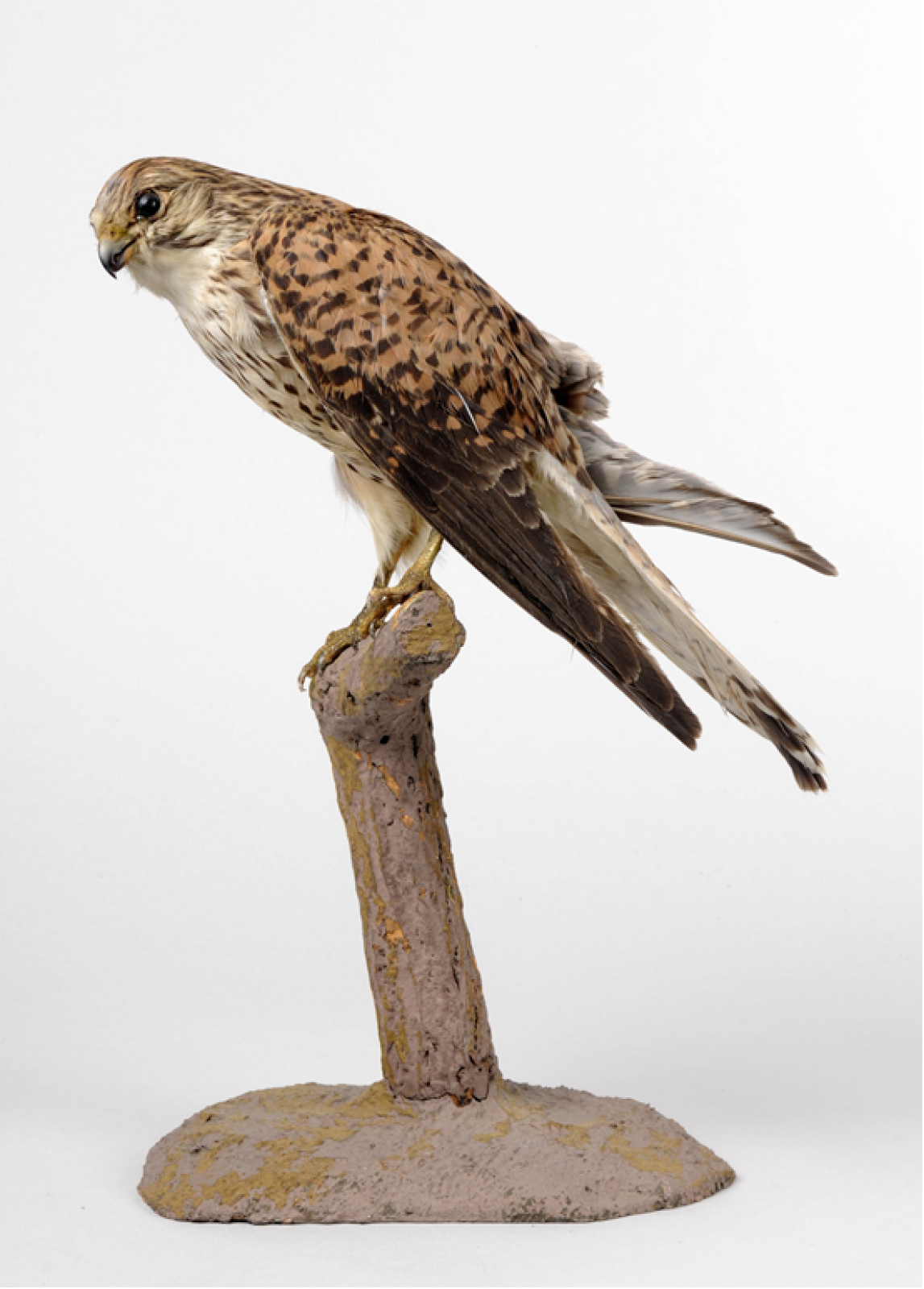 A taxidermy Kestrel